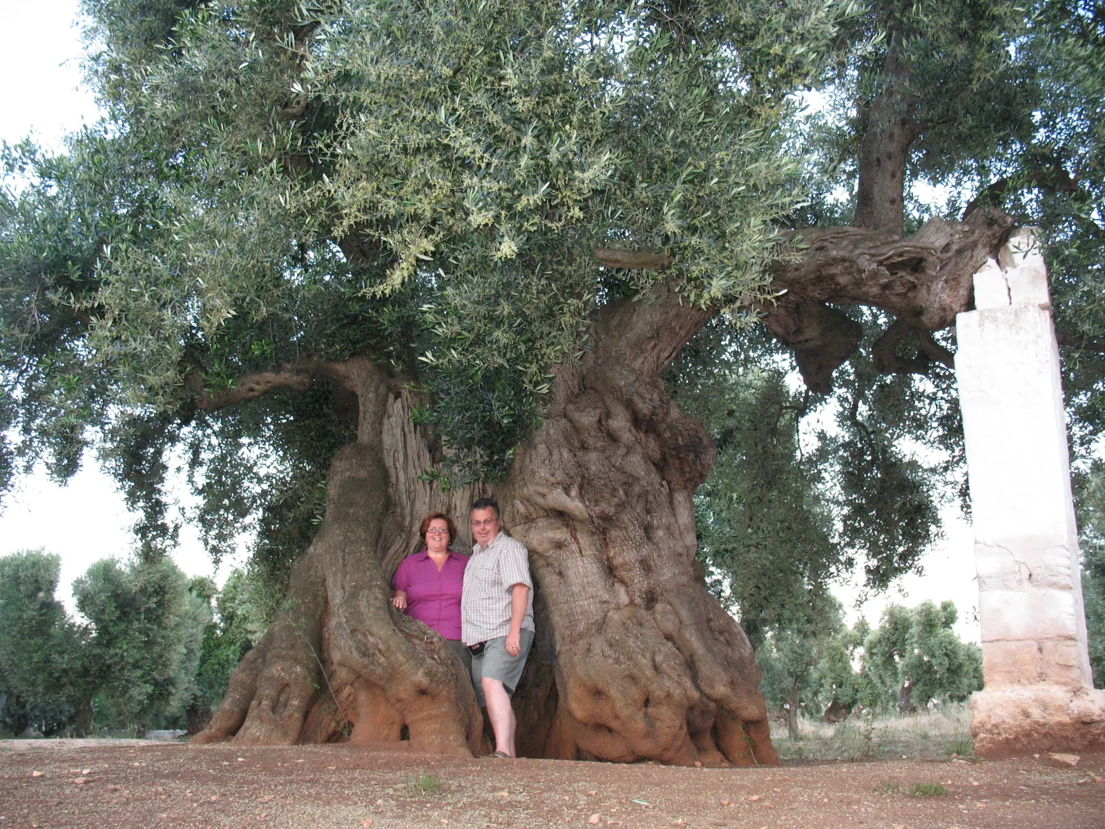 The owners beside the millennial olive tree