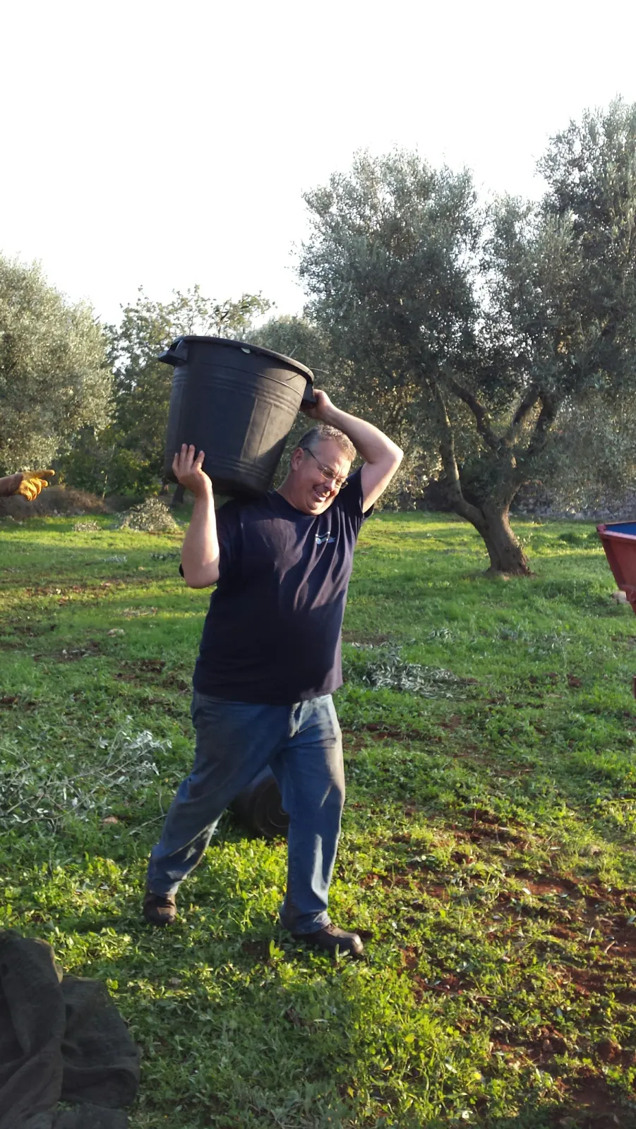 Harvest in the grove