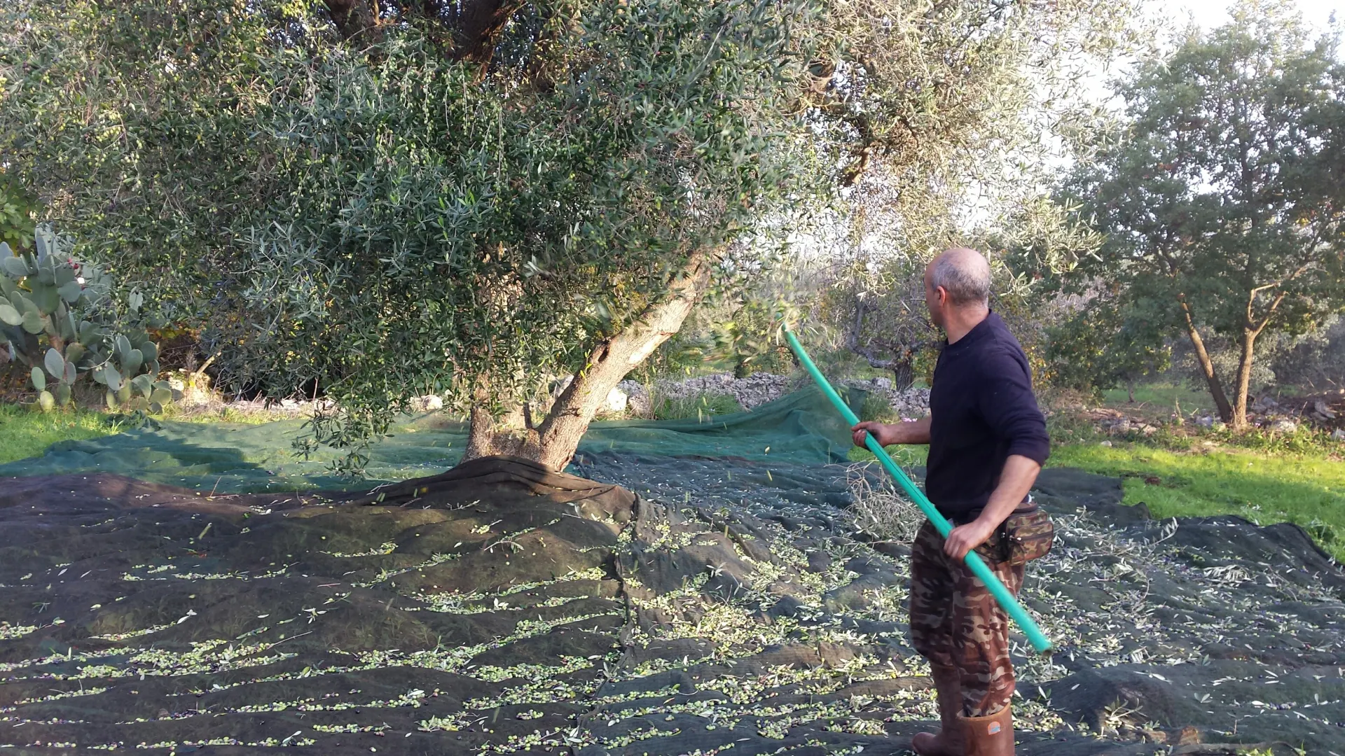 Olive harvest in the family grove